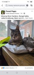 Lost Male Cat last seen Nature reserve Portishead , Portishead, England BS20 7PQ