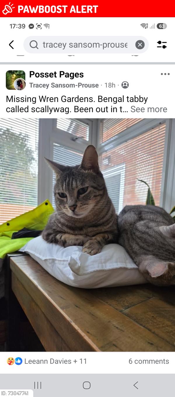 Lost Male Cat last seen Nature reserve Portishead , Portishead, England BS20 7PQ