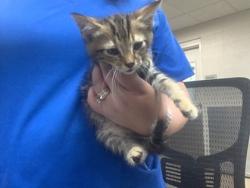 Shelter Stray Male Cat last seen Near Meadowbrook dr, East District, TX, 355 Hillshire Dr, Haslet, TX 76052, USA