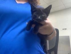 Shelter Stray Male Cat last seen Near Meadowbrook dr, East District, TX, 355 Hillshire Dr, Haslet, TX 76052, USA