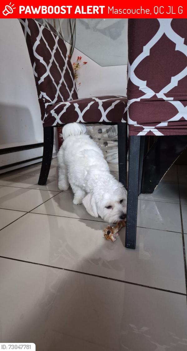 Lost Male Dog last seen Terr andrew, Mascouche, QC J7L 2G6