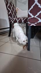Lost Male Dog last seen Terr andrew, Mascouche, QC J7L 2G6