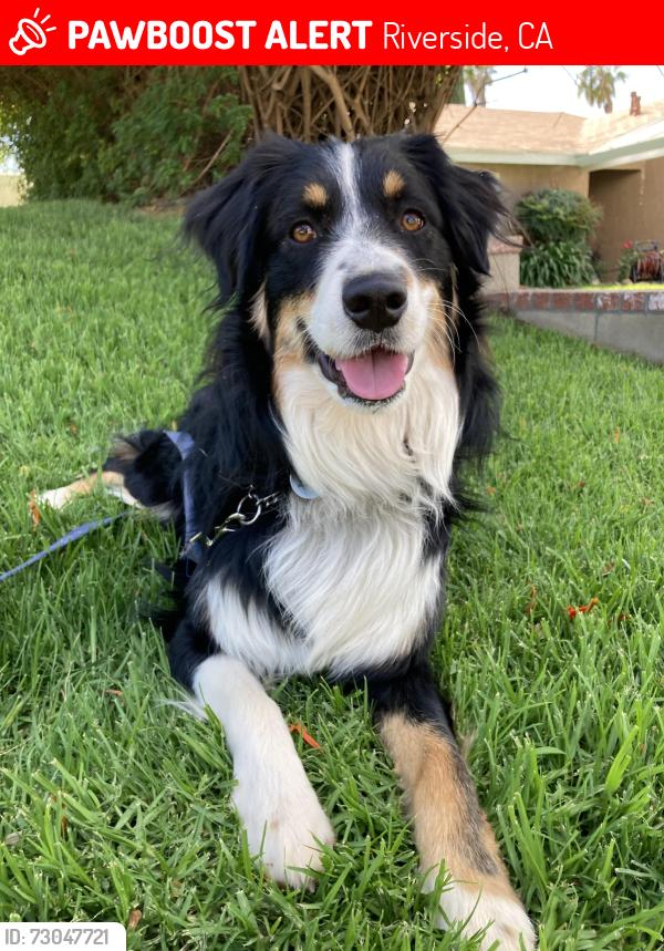 Lost Male Dog last seen Lincoln and Arlington, Riverside, CA 92506