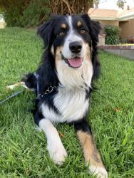 Lost Male Dog last seen Lincoln and Arlington, Riverside, CA 92506