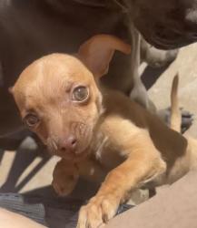 Lost Female Dog last seen Corona and sequoia, Albuquerque, NM 87120