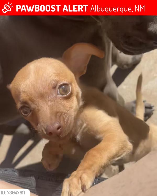 Lost Female Dog last seen Corona and sequoia, Albuquerque, NM 87120