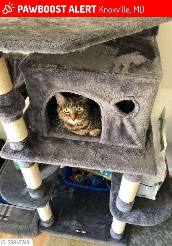 Lost Male Cat last seen Tritapoe dr, Knoxville, MD 21758