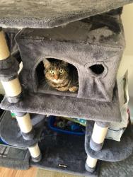 Lost Male Cat last seen Tritapoe dr, Knoxville, MD 21758