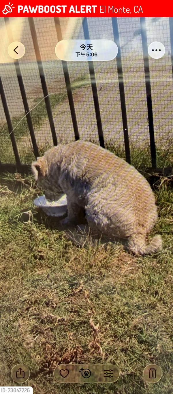 Lost Male Dog last seen Magnolia St,El Monte, california, El Monte, CA 91732