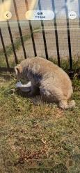 Lost Male Dog last seen Magnolia St,El Monte, california, El Monte, CA 91732