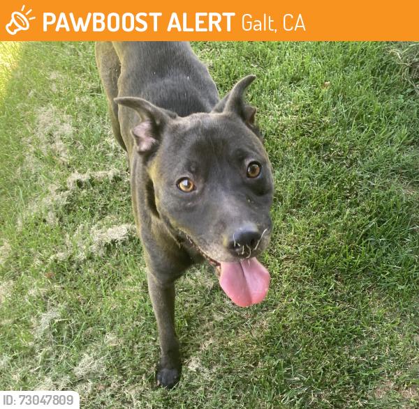 Found/Stray Male Dog last seen Kost Rd and Sargent west of Galt, Galt, CA 95632