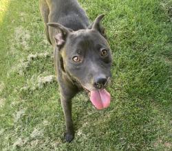 Found/Stray Male Dog last seen Kost Rd and Sargent west of Galt, Galt, CA 95632
