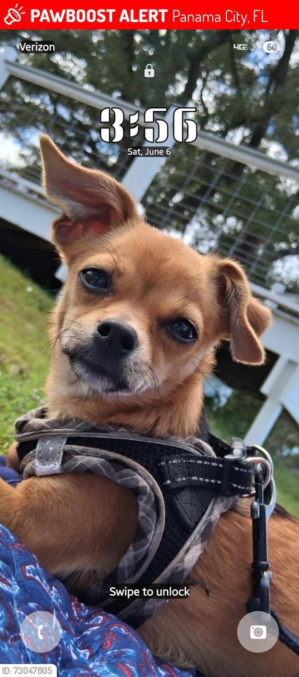 Lost Female Dog last seen 23rd st Walmart, Panama City, FL 32401