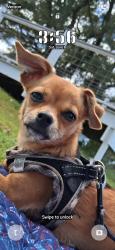 Lost Female Dog last seen 23rd st Walmart, Panama City, FL 32401