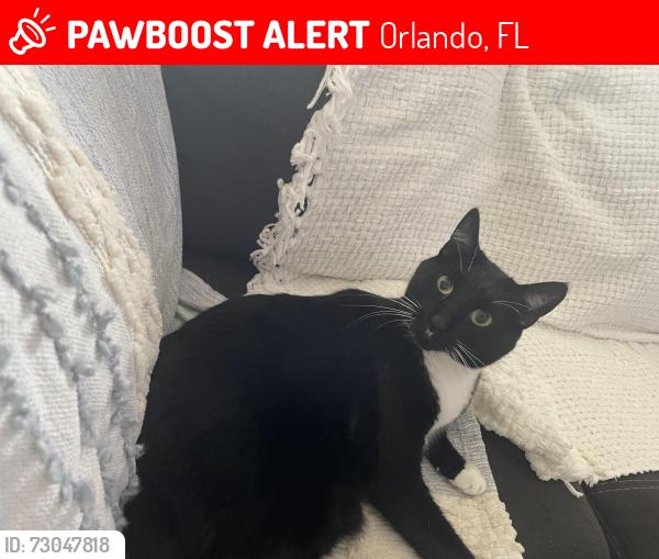 Lost Male Cat last seen Ran out through the backyard of our home on Hatherton Circle, Orlando, FL 32832