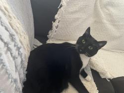 Lost Male Cat last seen Ran out through the backyard of our home on Hatherton Circle, Orlando, FL 32832