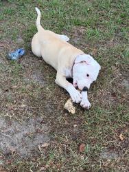 Lost Female Dog last seen SE 152nd Lane, Summerfield, Fl 34491, Summerfield, FL 34491
