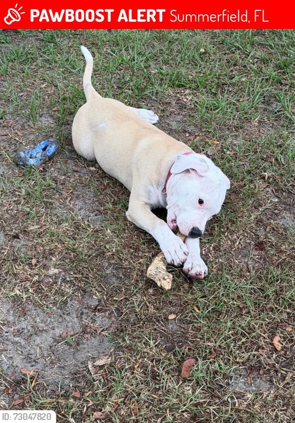 Lost Female Dog last seen SE 152nd Lane, Summerfield, Fl 34491, Summerfield, FL 34491