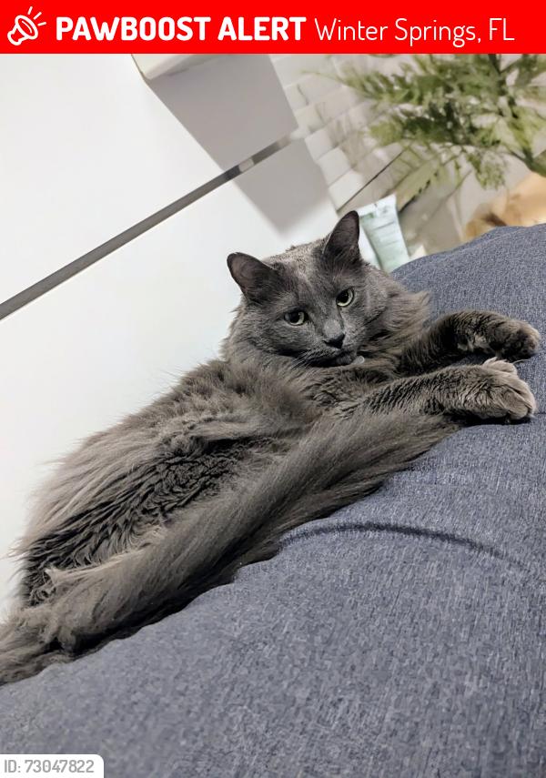 Lost Female Cat last seen Winter Springs Blvd , Winter Springs, FL 32708