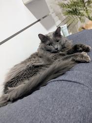 Lost Female Cat last seen Winter Springs Blvd , Winter Springs, FL 32708