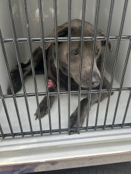 Shelter Stray Male Dog last seen Near Holland Drive, VIRGINIA BEACH, VA, 23462, 341 S Birdneck Rd, Virginia Beach, VA 23451, USA