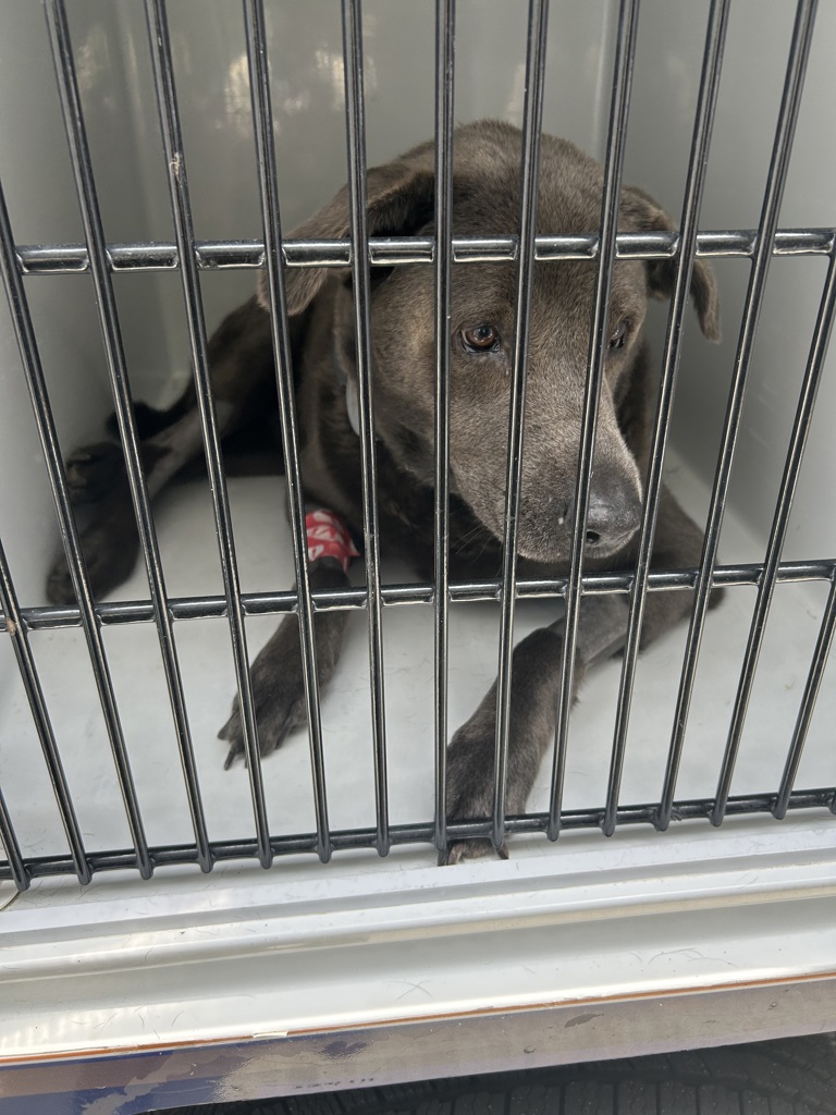 Shelter Stray Male Dog last seen Near Holland Drive, VIRGINIA BEACH, VA, 23462, 341 S Birdneck Rd, Virginia Beach, VA 23451, USA
