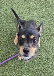 Shelter Stray Female Dog last seen UT, 511 W 3900 S, Salt Lake City, UT 84123, USA