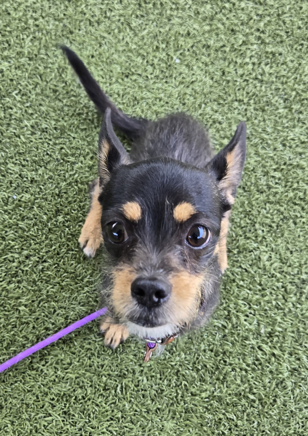 Shelter Stray Female Dog last seen UT, 511 W 3900 S, Salt Lake City, UT 84123, USA