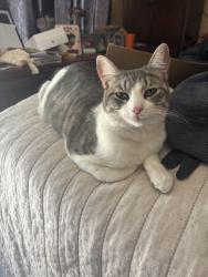 Lost Female Cat last seen Mini drive in Vallejo CA, Vallejo, CA 94589
