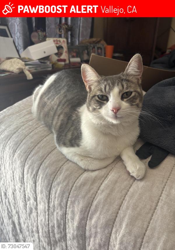 Lost Female Cat last seen Mini drive in Vallejo CA, Vallejo, CA 94589