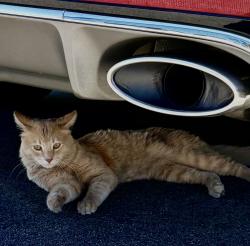 Found/Stray Unknown Cat last seen Near Palomar Oaks Way, Carlsbad, CA 92011