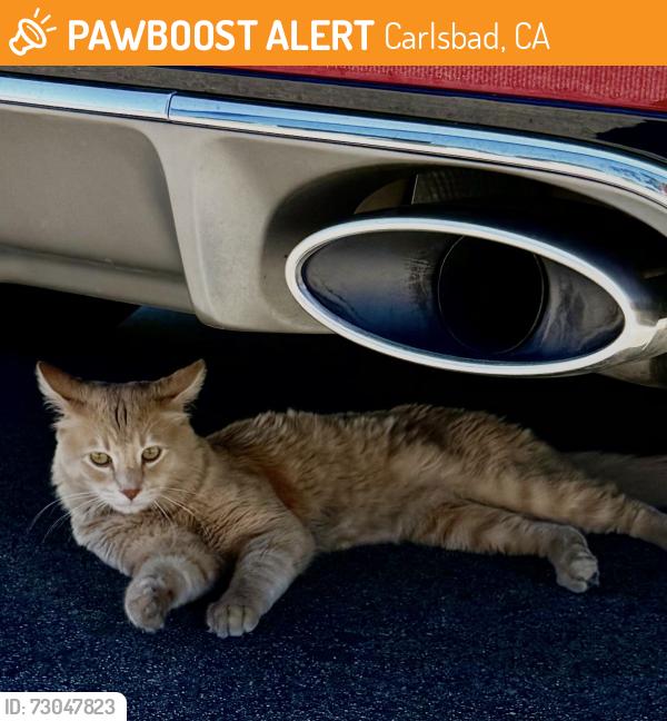 Found/Stray Unknown Cat last seen Near Palomar Oaks Way, Carlsbad, CA 92011