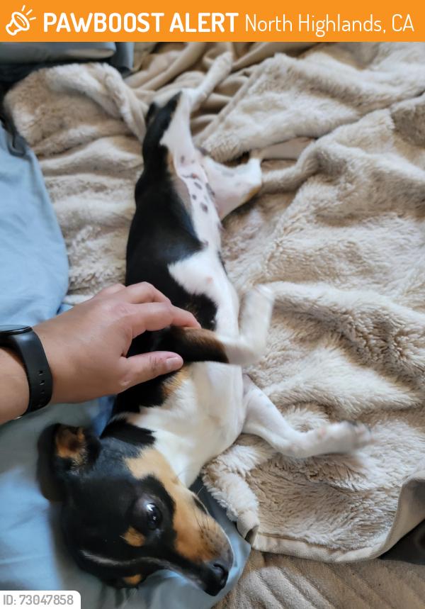 Found/Stray Female Dog last seen North Haven Drive, North Highlands, CA 95660