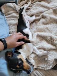 Found/Stray Female Dog last seen North Haven Drive, North Highlands, CA 95660