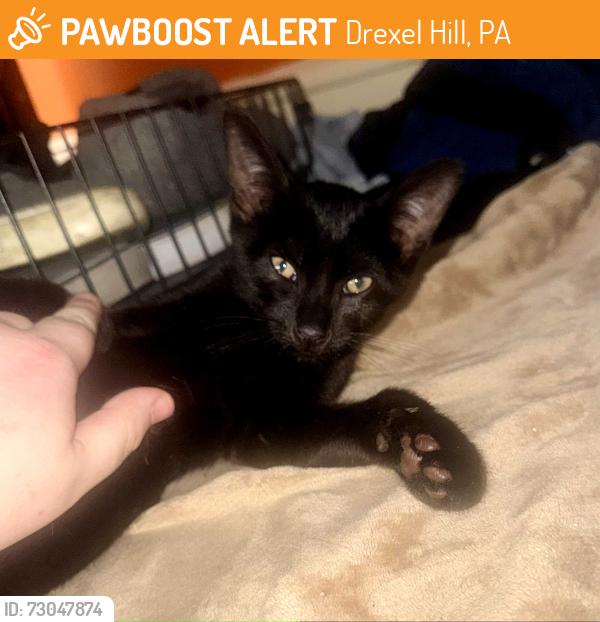 Found/Stray Male Cat last seen State rd, Drexel Hill, PA 19026