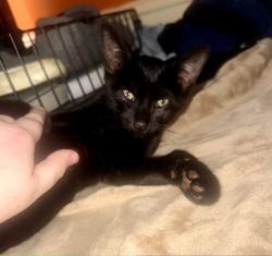 Found/Stray Male Cat last seen State rd, Drexel Hill, PA 19026