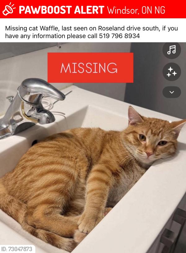 Lost Male Cat last seen Roseland Drive, Windsor, ON N9G