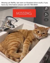 Lost Male Cat last seen Roseland Drive, Windsor, ON N9G