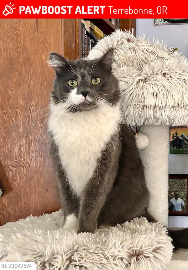 Lost Male Cat last seen SW Upper Ridge Rd , SW High Cone DR , & SW Tower Rd, Terrebonne, OR 97760