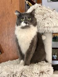Lost Male Cat last seen SW Upper Ridge Rd , SW High Cone DR , & SW Tower Rd, Terrebonne, OR 97760