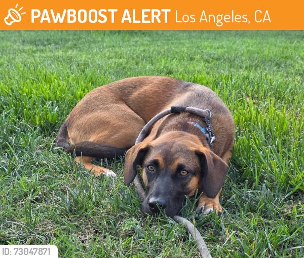 Found/Stray Female Dog last seen by Baby Blues BBQ, Los Angeles, CA 90291
