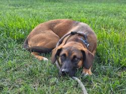 Found/Stray Female Dog last seen by Baby Blues BBQ, Los Angeles, CA 90291
