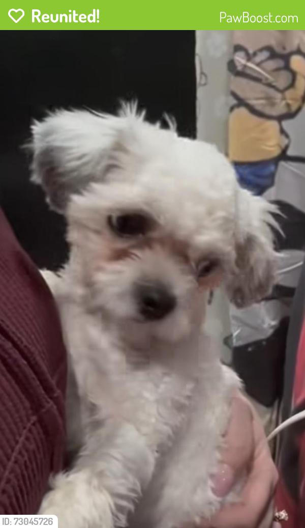 Reunited Male Dog last seen Park st by Brazil cafe , Hartford, CT 06106