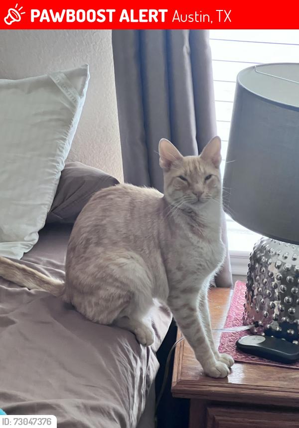 Lost Male Cat last seen Paul E Anderson Dr and Budley S DeGroot Lane, Austin, TX 78748
