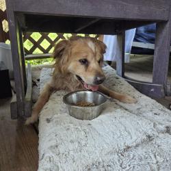 Found/Stray Unknown Dog last seen Laredo Ave, Nashville, TN 37209