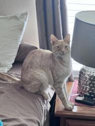 Lost Male Cat last seen Paul E Anderson Dr and Budley S DeGroot Lane, Austin, TX 78748