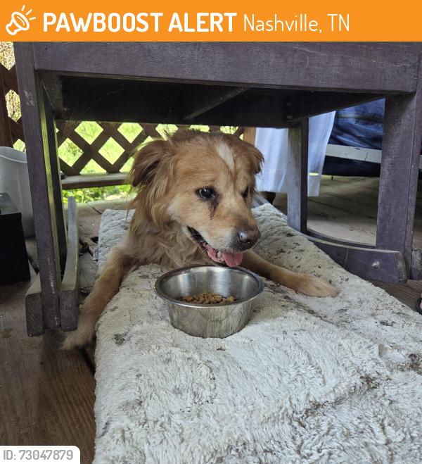 Found/Stray Unknown Dog last seen Laredo Ave, Nashville, TN 37209