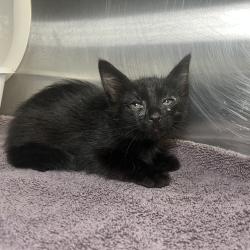 Shelter Stray Male Cat last seen , 4575 E Mesquite Ave, Palm Springs, CA 92264, USA