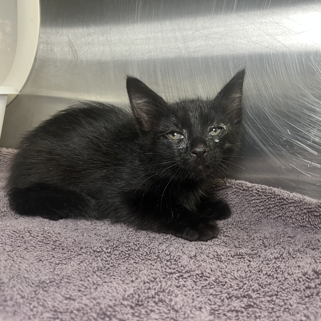 Shelter Stray Male Cat last seen , 4575 E Mesquite Ave, Palm Springs, CA 92264, USA
