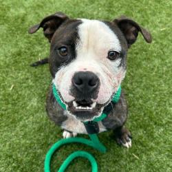 Shelter Stray Male Dog last seen , Animal Care & Control Team of Philly, 111 W Hunting Park Ave, Philadelphia, PA 19140, USA